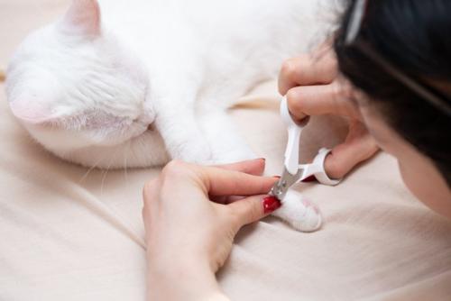 女性に爪研ぎされる白猫