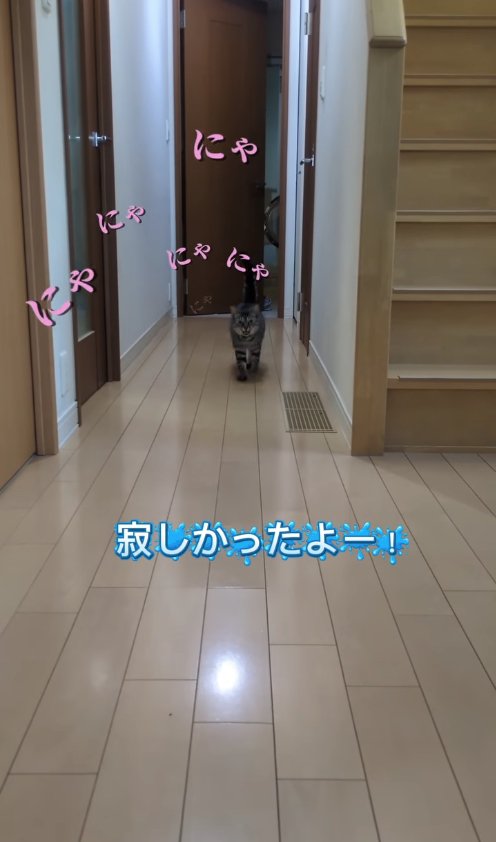 カメラに向かって歩いてくる猫(やや遠く)