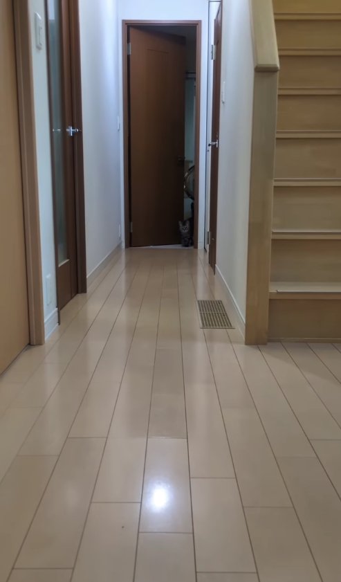 廊下奥の部屋から顔を出す猫