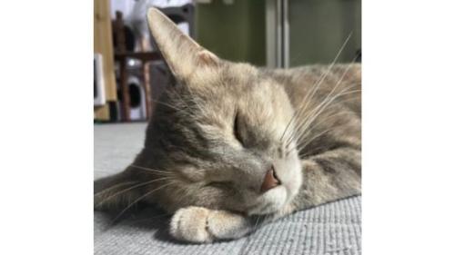 寝ている猫