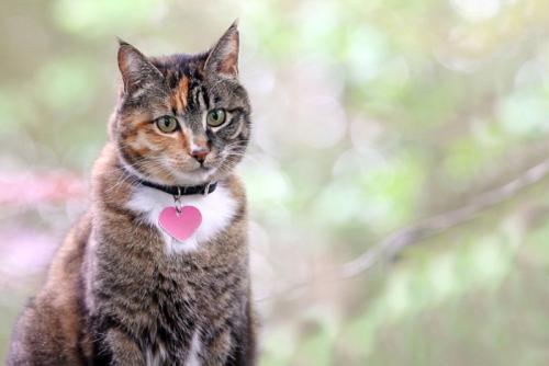 ネームタグを付けている猫