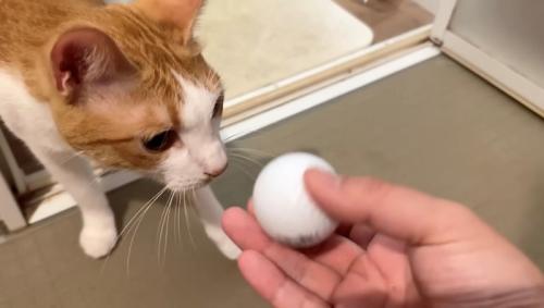ゴルフボールと茶白猫