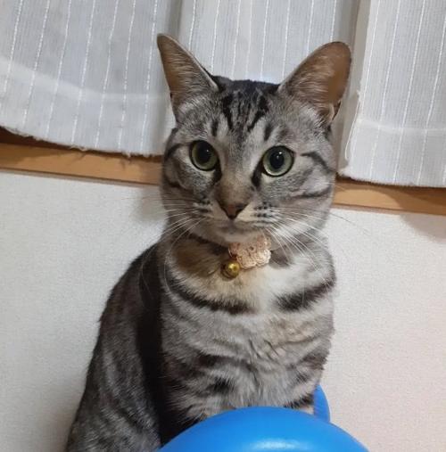 お座りをしている猫の上半身アップ