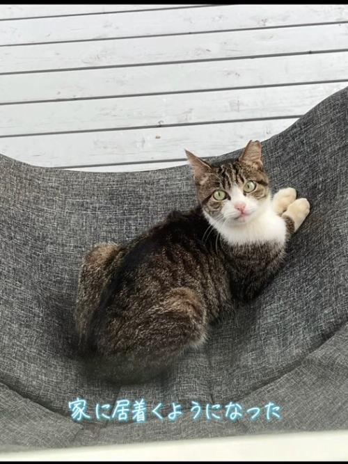 座って振り向く猫