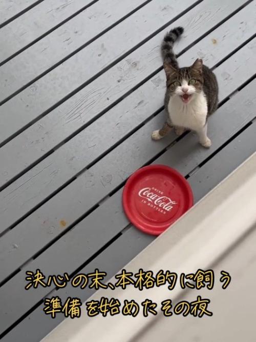 見上げて鳴く猫