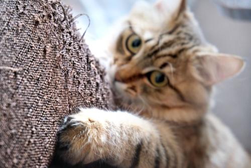 ソファーで爪研ぎする子猫