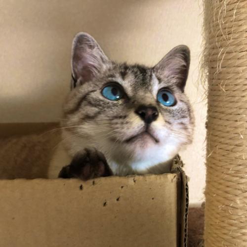 見上げる猫