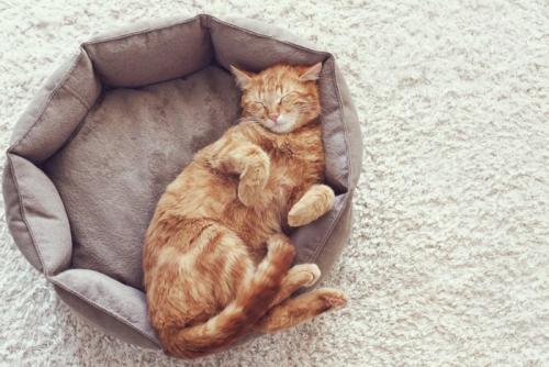 ぐっすり眠る猫