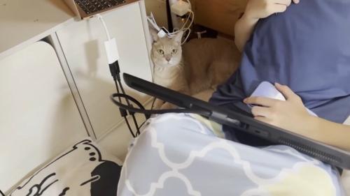 隙間にゴロン(正面を向いて)