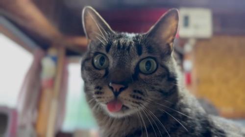 驚き顔の猫