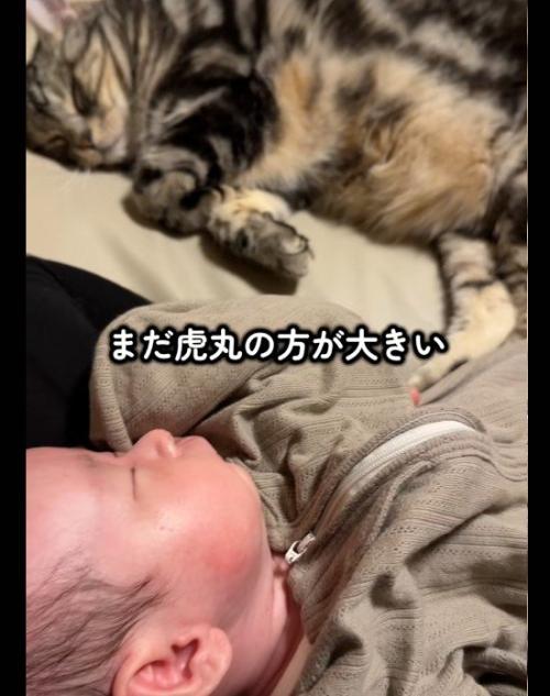 赤ちゃんと添い寝をしている猫