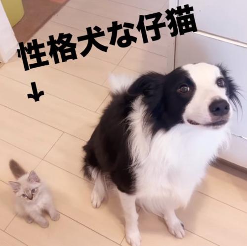 お座りする犬と子猫