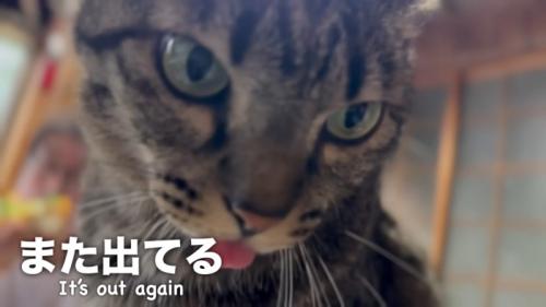 振り向く猫