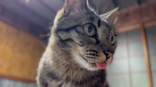 見つめる猫