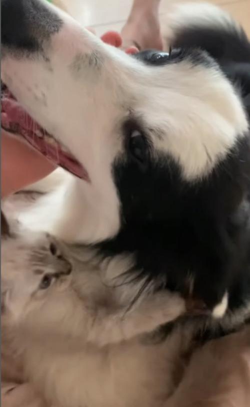 カメラ目線の犬