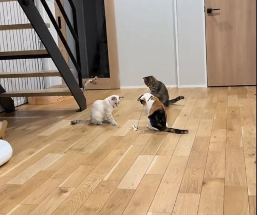 部屋の真ん中に集まる猫たち