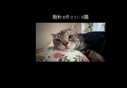 人の上に乗っている猫