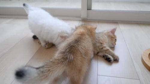 寝そべっている子猫に集まる2匹の子猫