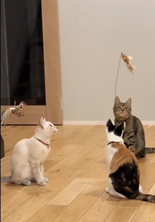 おもちゃを目で追う