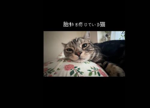 人の上に乗っている猫