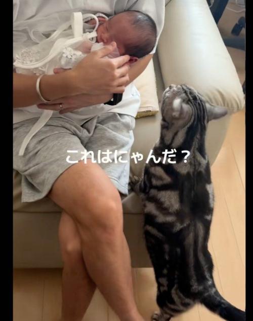 赤ちゃんの匂いを嗅いでいる猫
