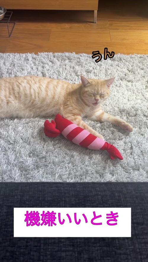 飼い主の問いかけに穏やかな声で返事をする猫