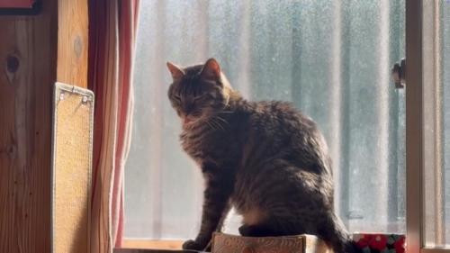 寝る猫