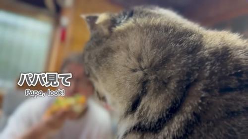 見せる猫