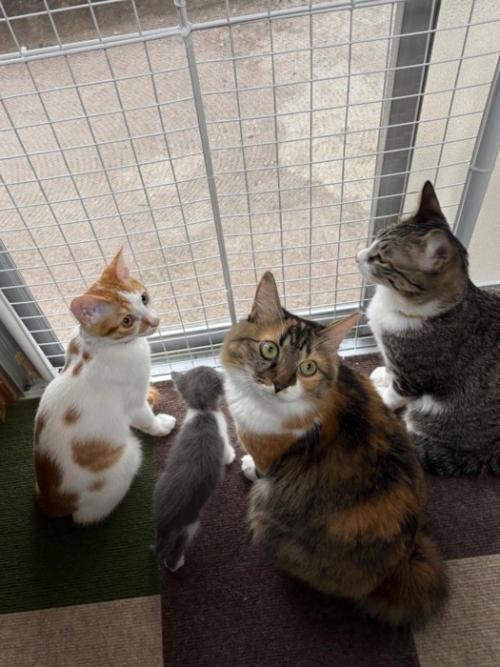 窓際にいる猫たち