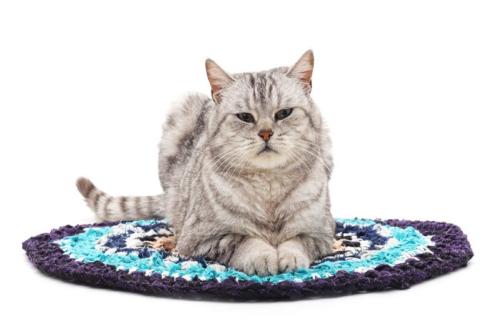 丸いマットに乗る猫