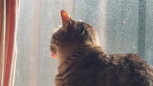 窓際の猫