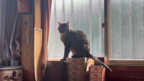 出てる猫