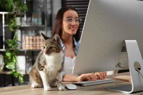 オフィスでくつろぐ猫
