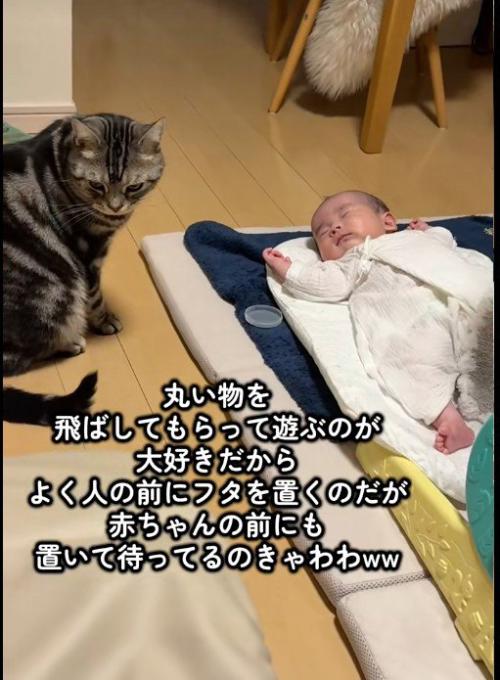 赤ちゃんと猫