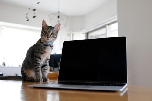 飲み物を置いたノートパソコンに見入る子猫