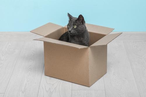 箱の中にいる猫
