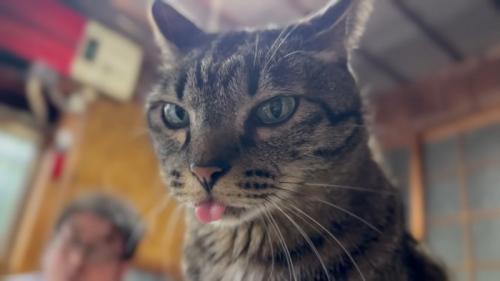 細める猫