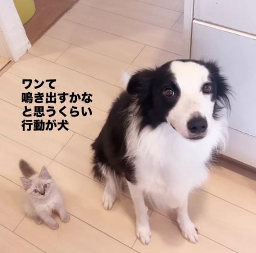 一緒にお座りする犬と子猫
