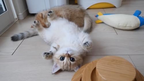 仰向けで毛繕いされる子猫