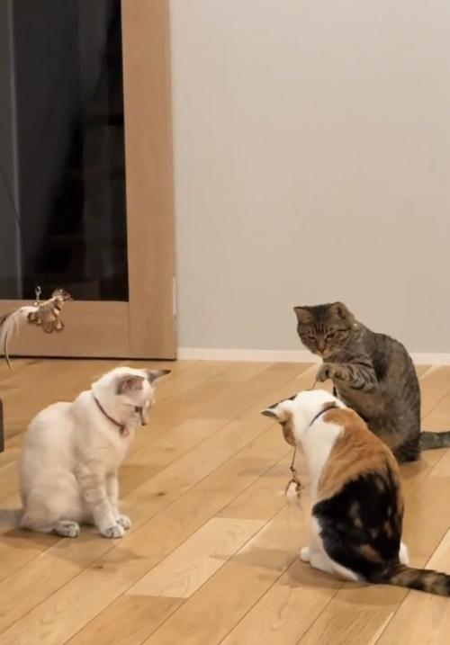 子猫をあやす先輩猫