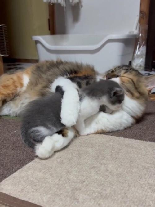 子猫を毛づくろいする成猫