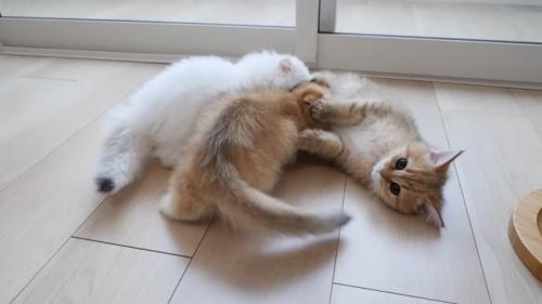 毛繕いされる子猫