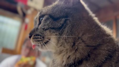 横顔猫