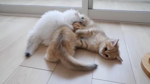 身を委ねることにした子猫