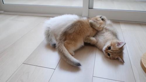 毛繕いされる子猫