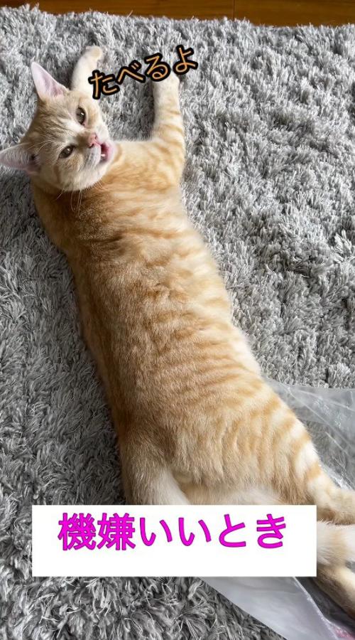 飼い主に返事をする猫