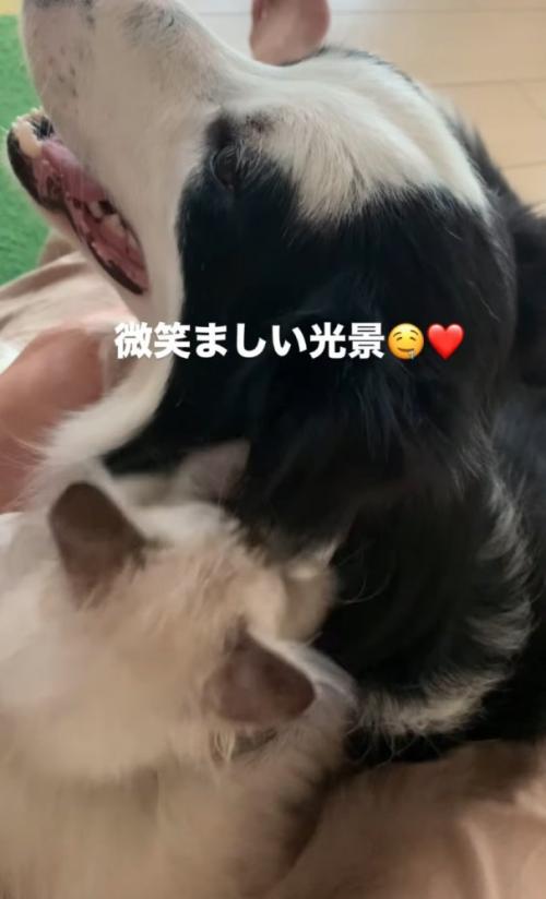 犬の耳で遊ぶ子猫
