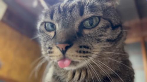アップ猫