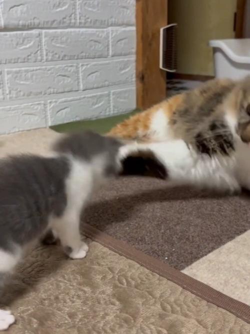 猫パンチされる子猫