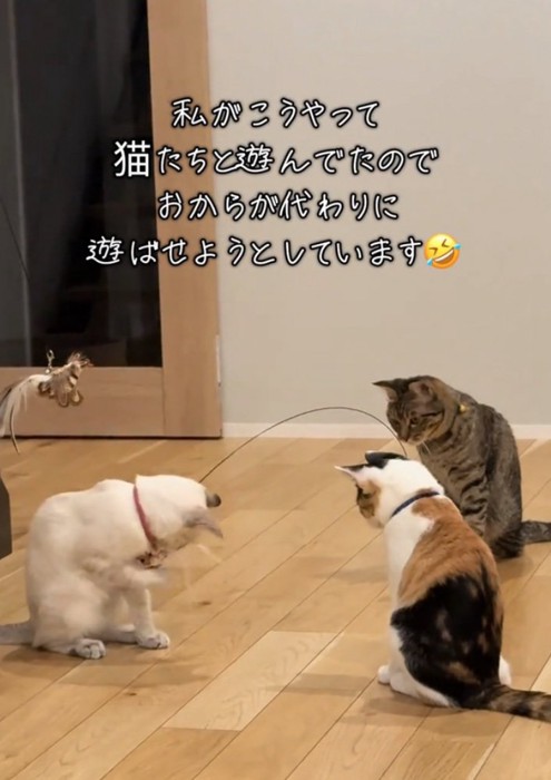 おもちゃに興味を示す子猫